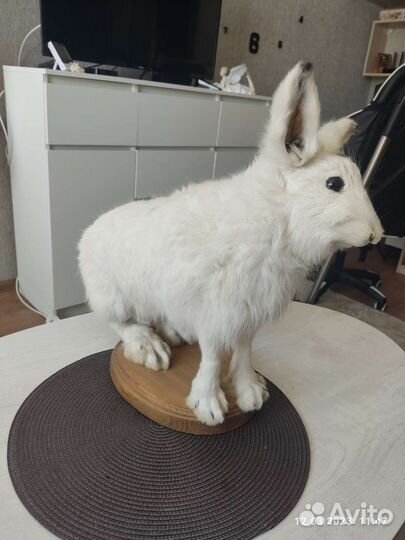 Чучело зайца