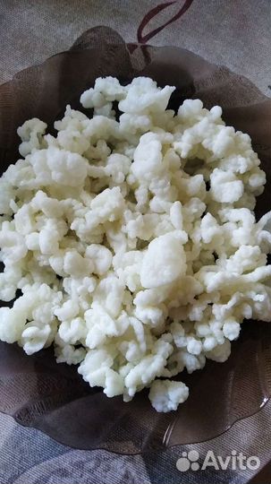 Тибетский молочный гриб