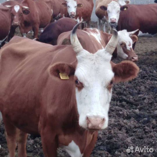 Ветеринарный врач/кастрация/стерилизация