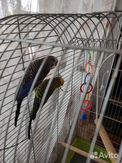 Большая просторная клетка для птиц