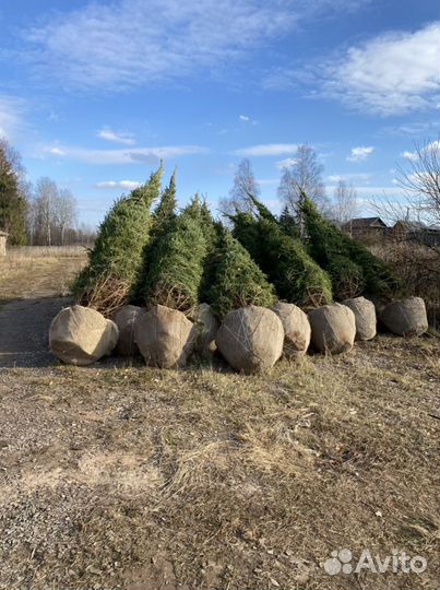 Саженыы ель обыкновенная береза сосна оптом