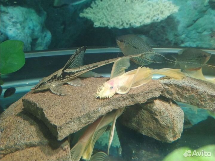Анциструс Золотой вуалевый сом анциструс