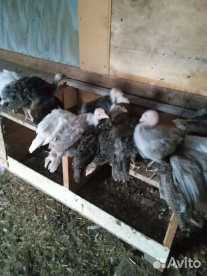 Индюшата широкогрудая