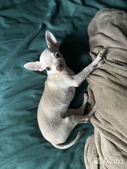 Чихуахуа вязка