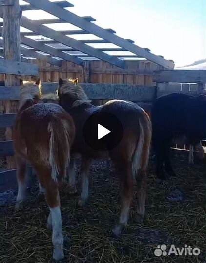 В продаже жеребята тяжики, возраст 8-9 мес