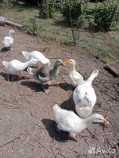 Утки,куры,гуси