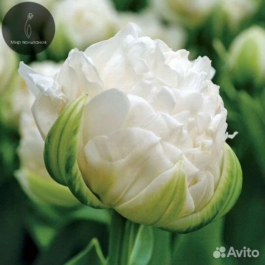 Тюльпаны луковицы