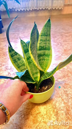 Сансевьерия / тещин язык / щучий хвост