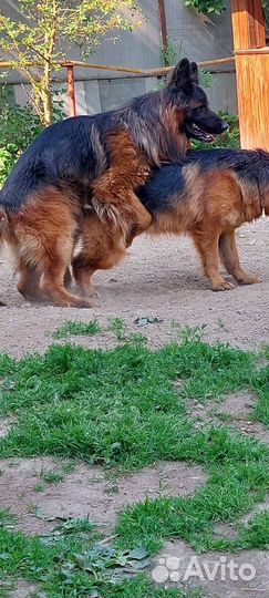 Вязка немецкой овчарки