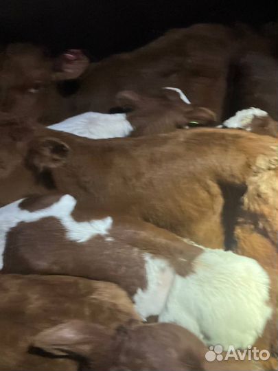 Отборные телята бычки быстрая доставка