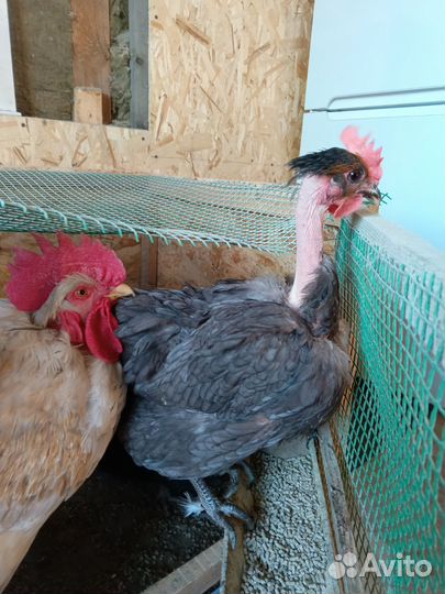 Куры молодки несушки