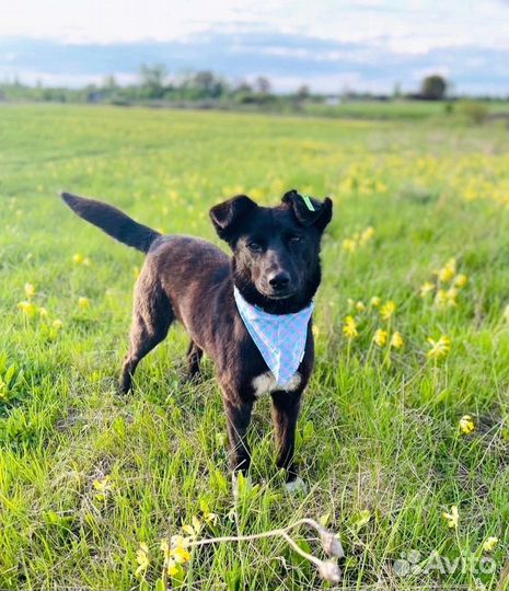 Собачка в добрые руки