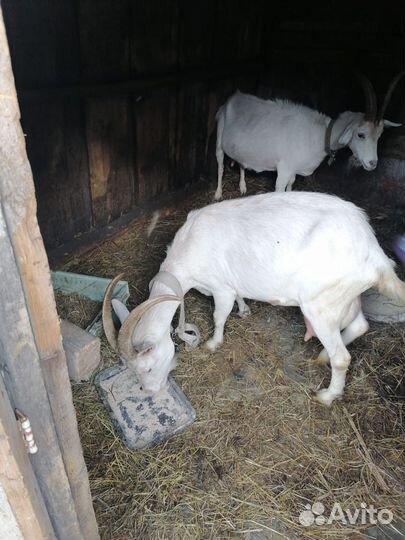 Коза дойная с козлятами