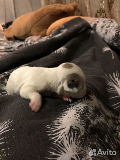 Щенки чихуахуа