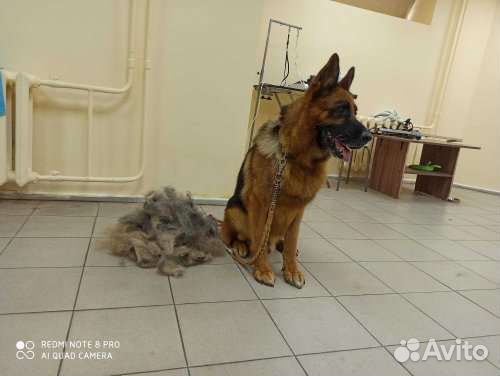 Услуги грумера