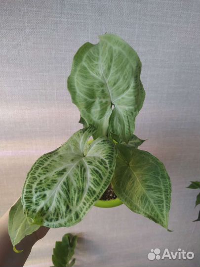 Сингониум Golden Venetion