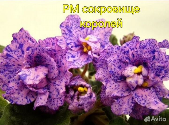 Фиалка