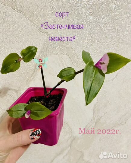 Традесканция 