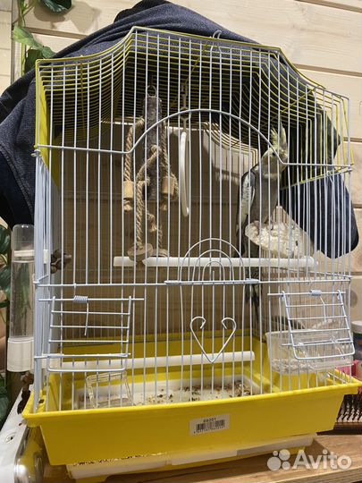 Попугай корелла с клеткой