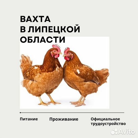 Разнорабочий птицевод. Вахта с питанием,жильём