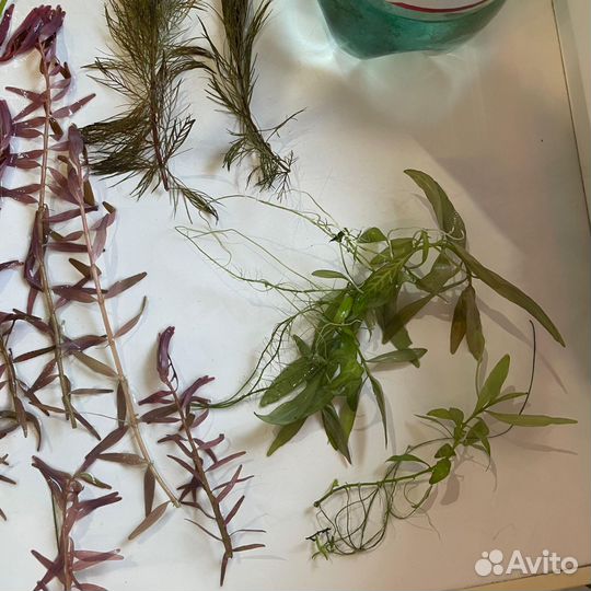 Аквариумные растения прополка