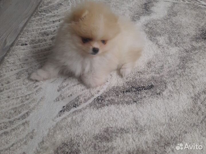 Щенки шпица