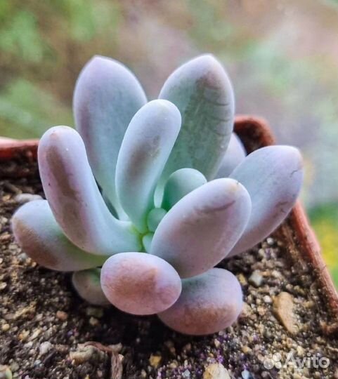 Суккуленты