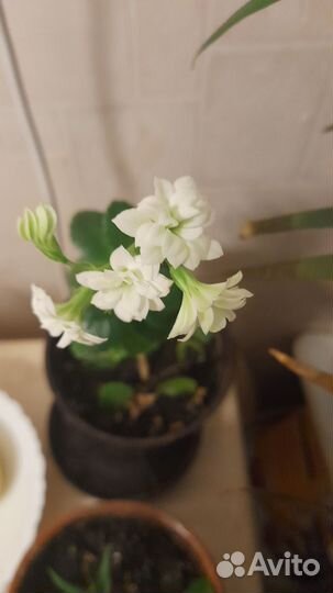 Каланхоэ