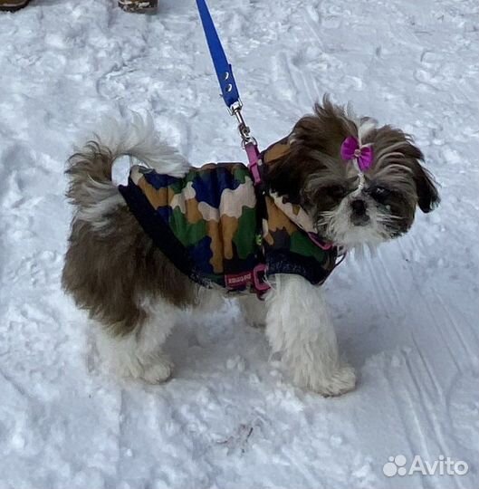 Зимняя куртка для маленькой собаки