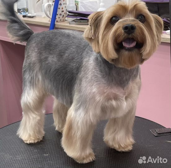 Груминг собак и кошек