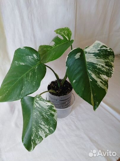 Монстера Альба