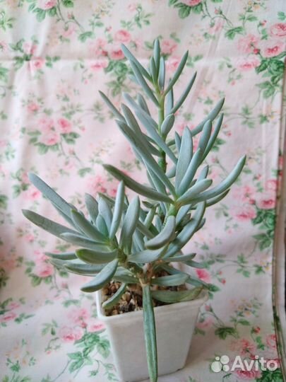 Суккуленты