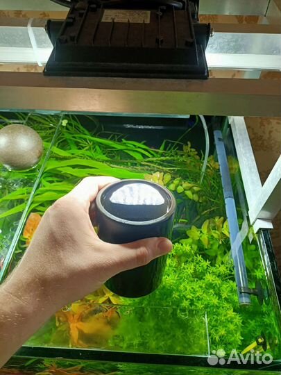 Сомики анциструсы