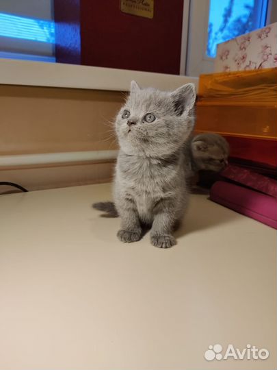 Кошечка Британец