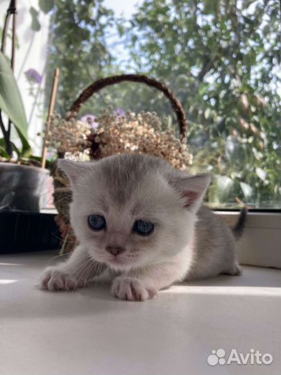 Шотландские котята