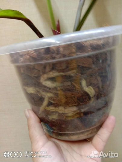 Антуриум Черный дракон