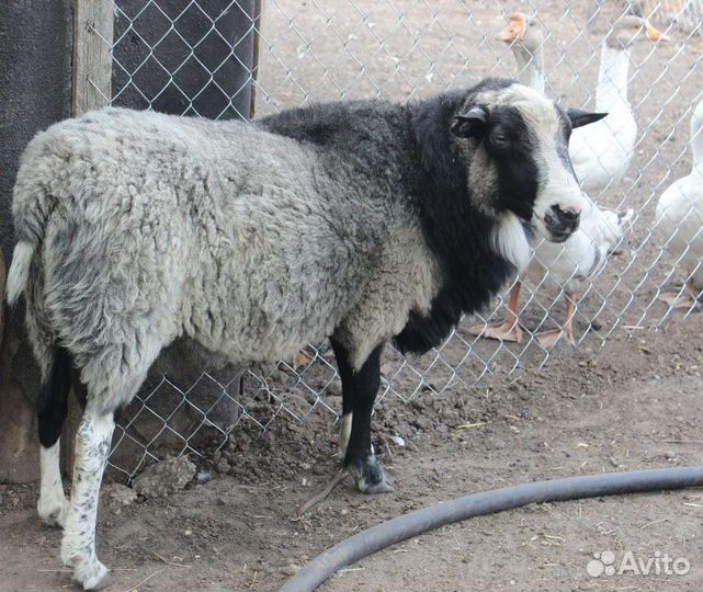 Овцы бараны ягнята