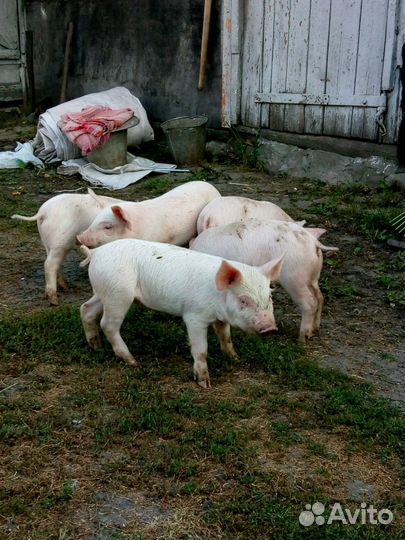Продам поросят порода мясные кушают всё домашние