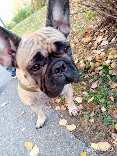 Французский бульдог