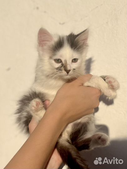 Котенок девочка Настя в добрые руки