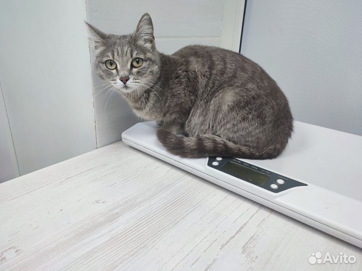 Кошки в добрые руки