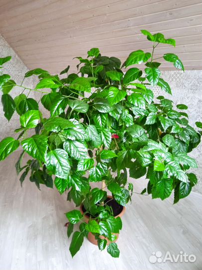 Гибискус китайская роза