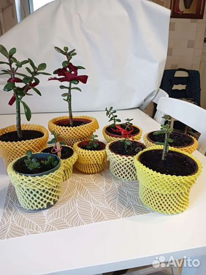 Толстянка (Денежное дерево)