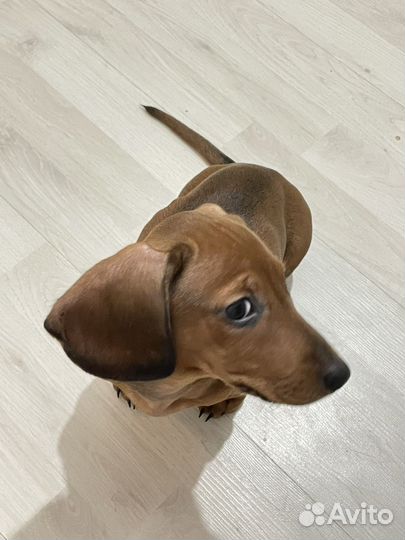 Карликовая такса щенок 2,5 мес