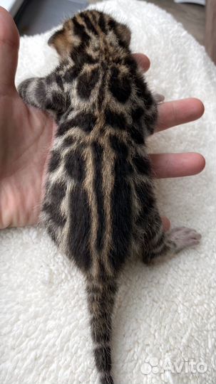 Бенгальский котенок мальчик