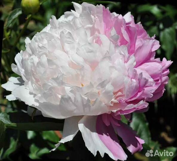 Пионы сортовые корни