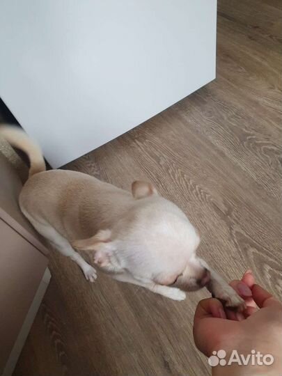 Передержка кошек и собак домашняя. Зоогостиница