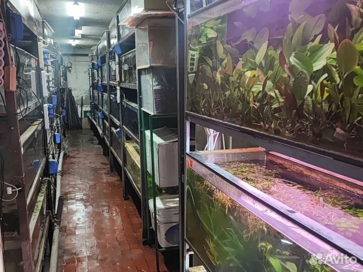 Аквариумные рыбы, растения, декор и корма оптом