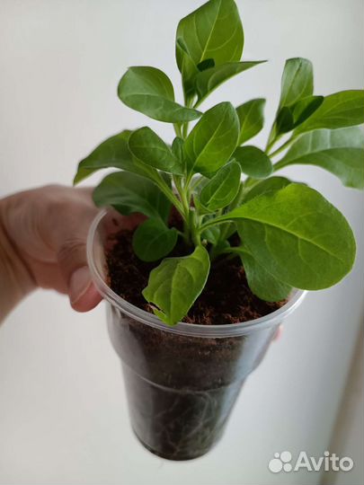 Гигантская Петуния - тайфун