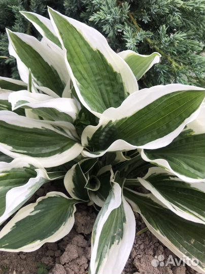 Очитки, хосты